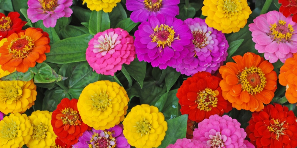 zinnias and marigolds