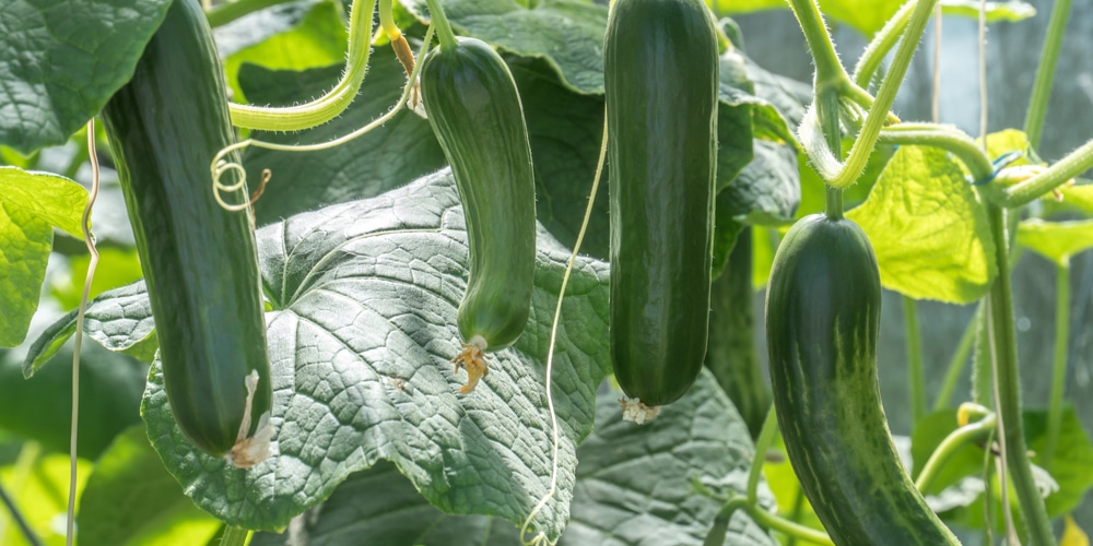 Why Are My Zucchini Short and Fat?