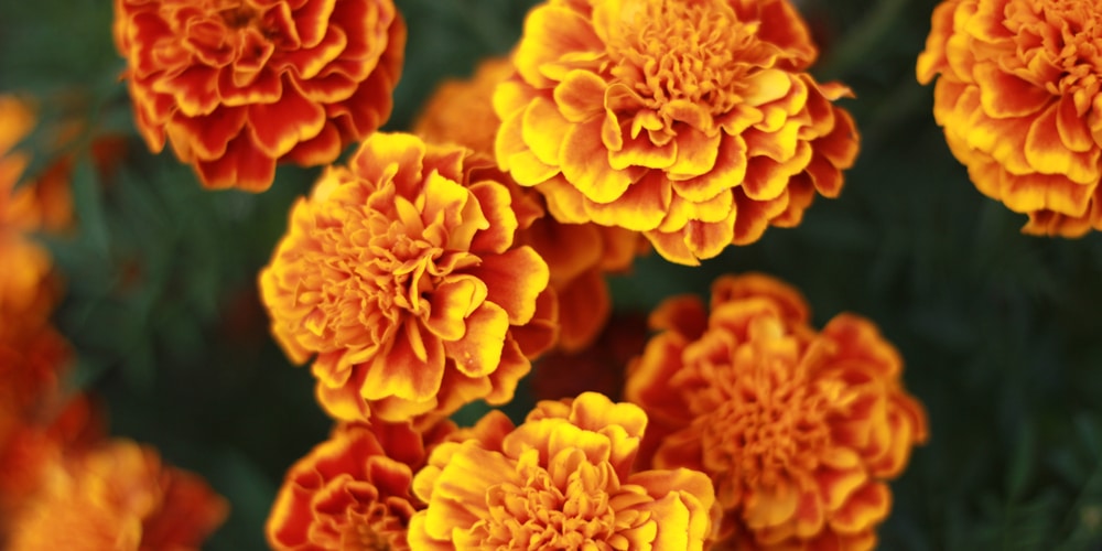 why aren't my marigolds blooming