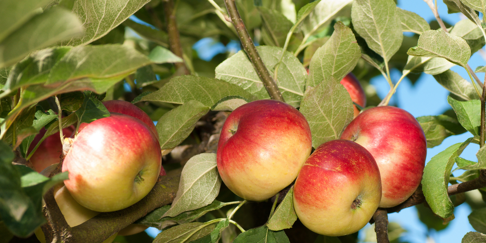 apple tree oklahoma