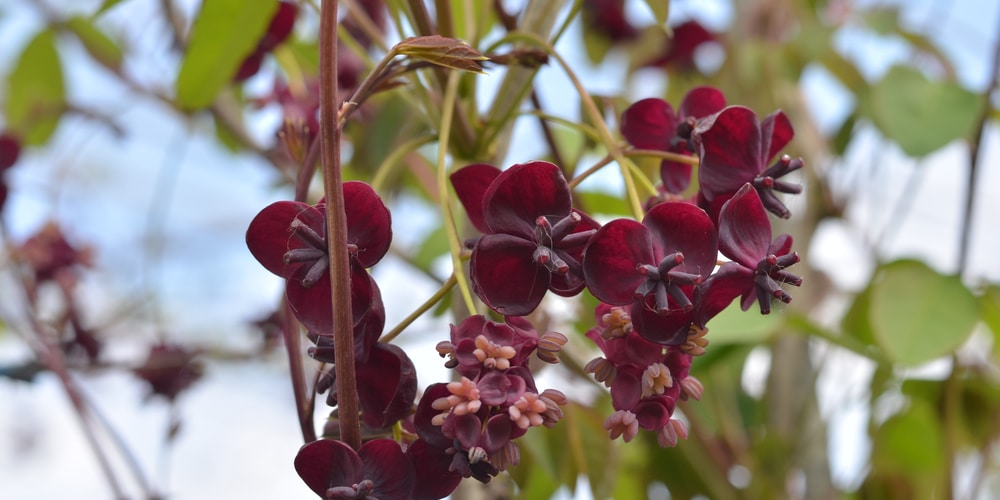 Gelsemium sempervirens