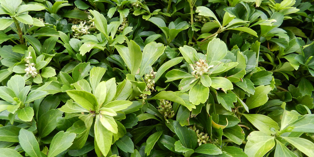 Pennsylvania Ground Cover Plants