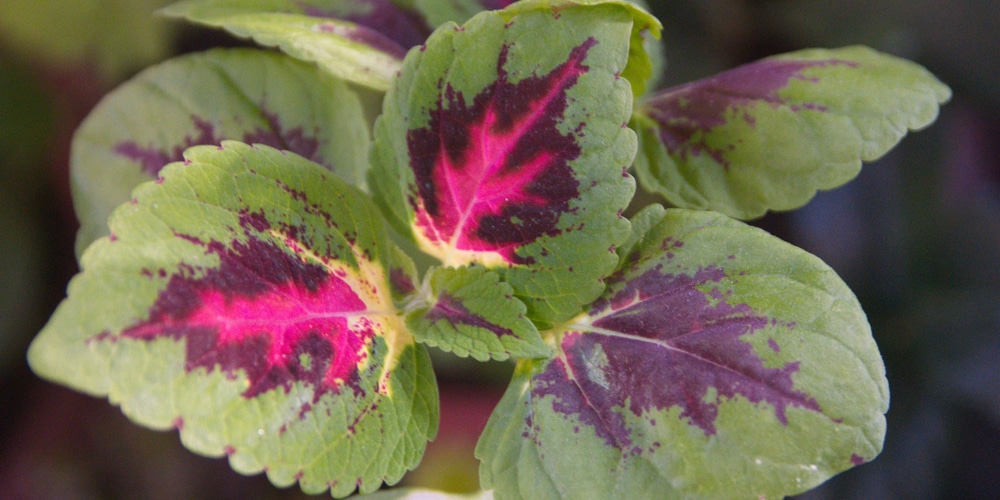 Alligator Alley Coleus