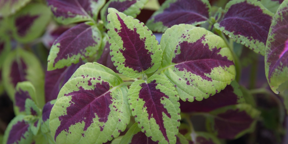 Alligator Alley Coleus