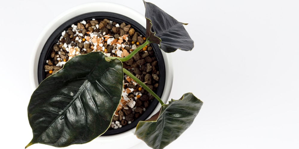 How to Care for the Alocasia Azlanii