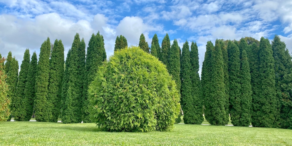 arborvitae in the fall