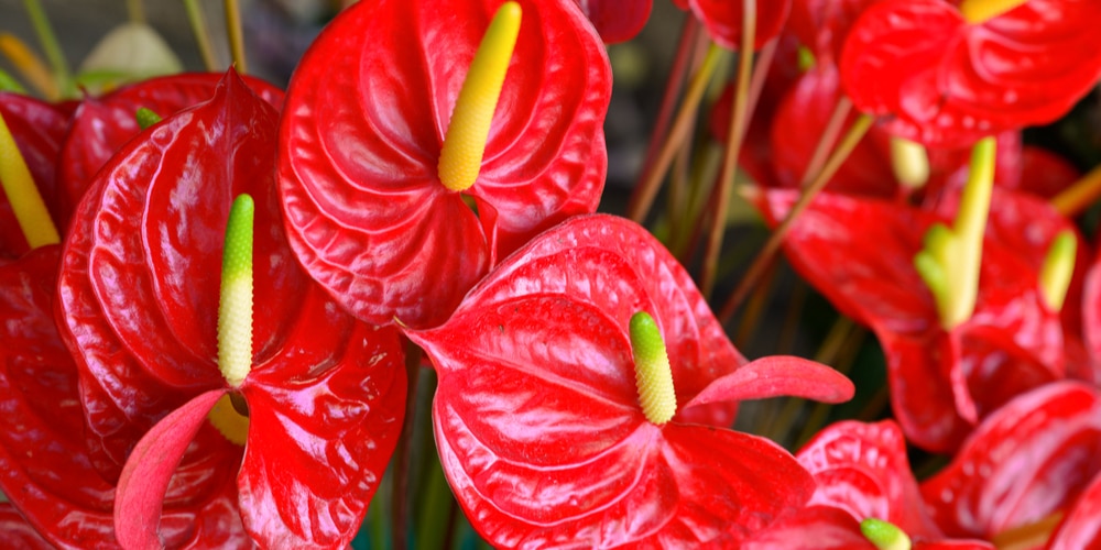 Anthurium Gracile 