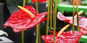 Anthurium Flowers Turning Green