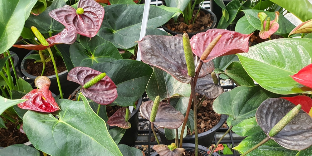 Anthurium Gracile 