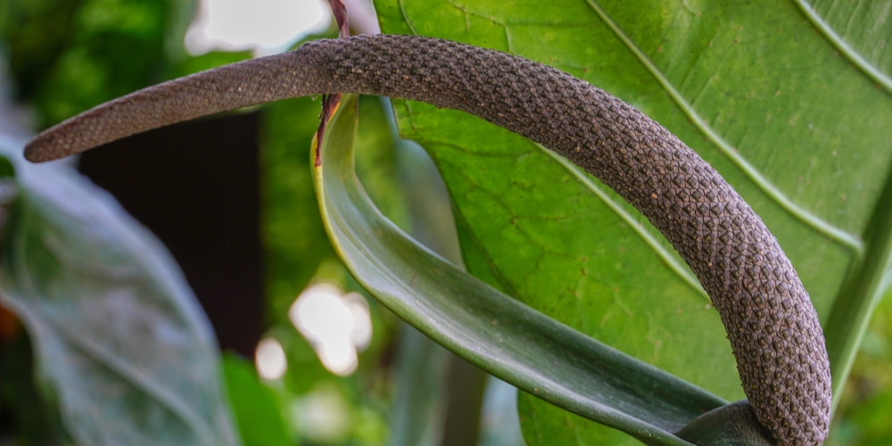 Anthurium Superbum