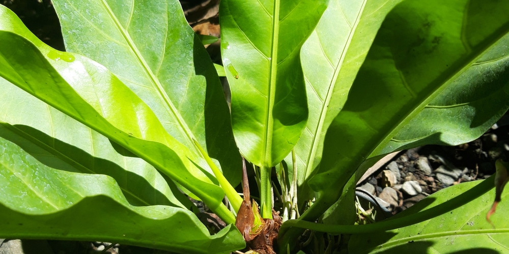 Anthurium Superbum