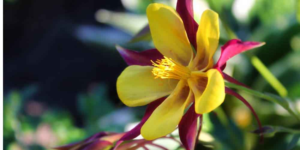 Yellow flowers in Florida