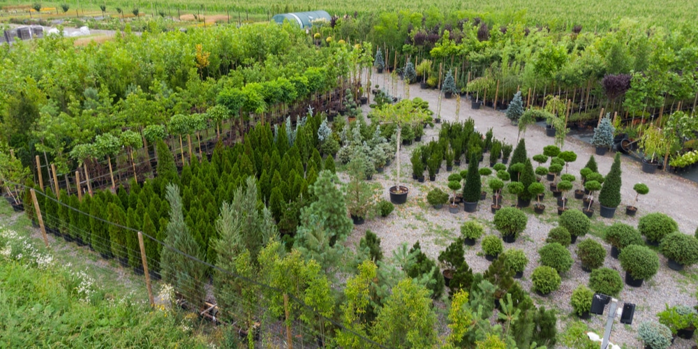 How often to water arborvitae in pots