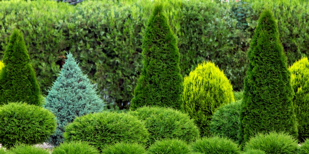 Green Giant Arborvitae Spacing