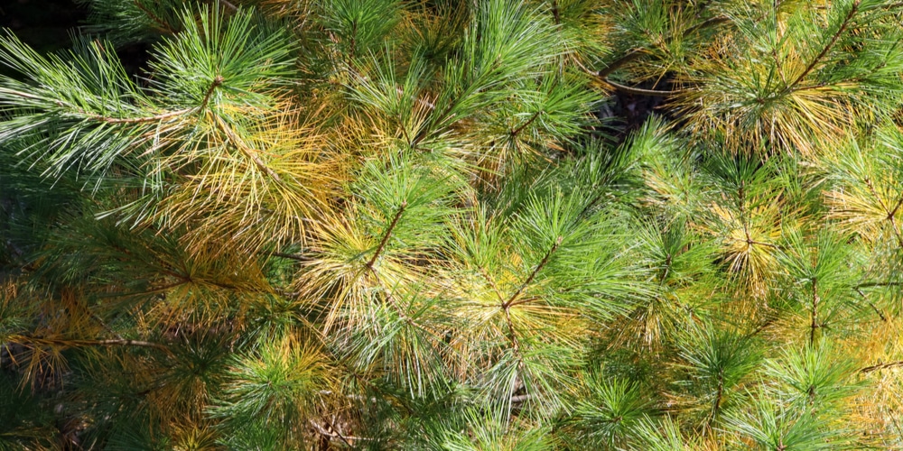 Arborvitae Turning Brown