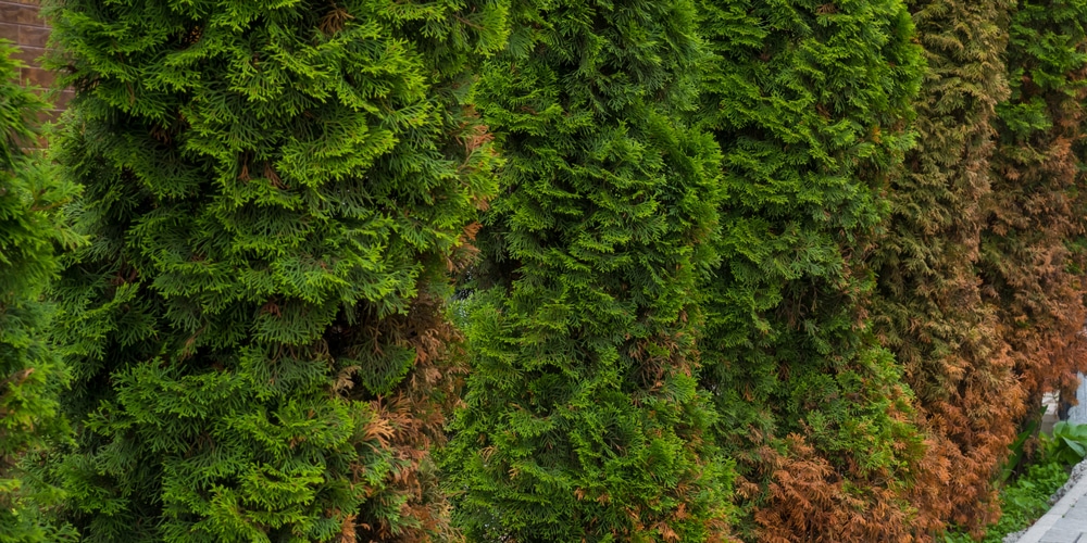 Arborvitae Turning Brown