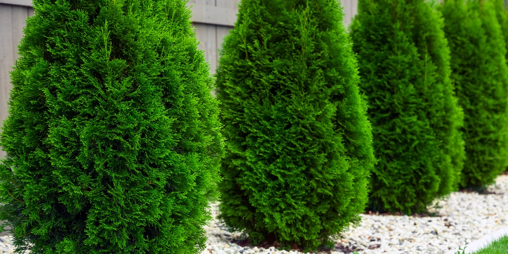 How Far Apart To Plant Arborvitae