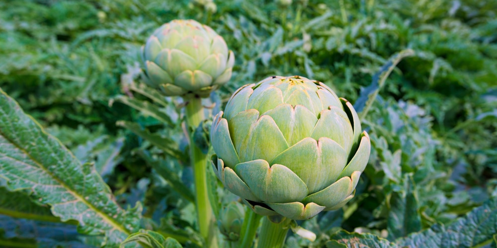 Growing Artichokes in Zone 6