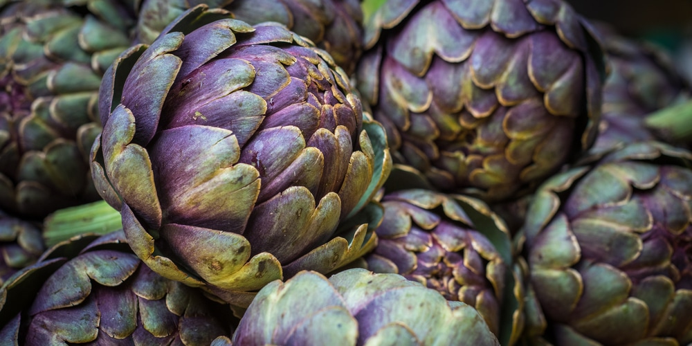 when to harvest artichokes