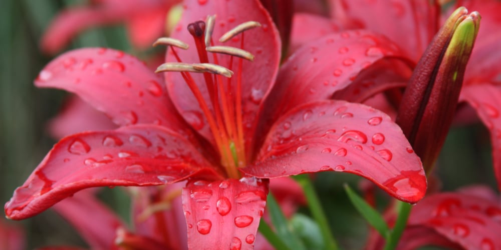 Lily Bulbs Zone 6