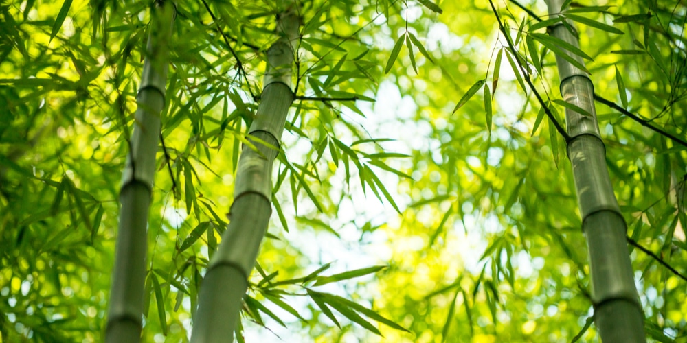 how to make bamboo grow thicker