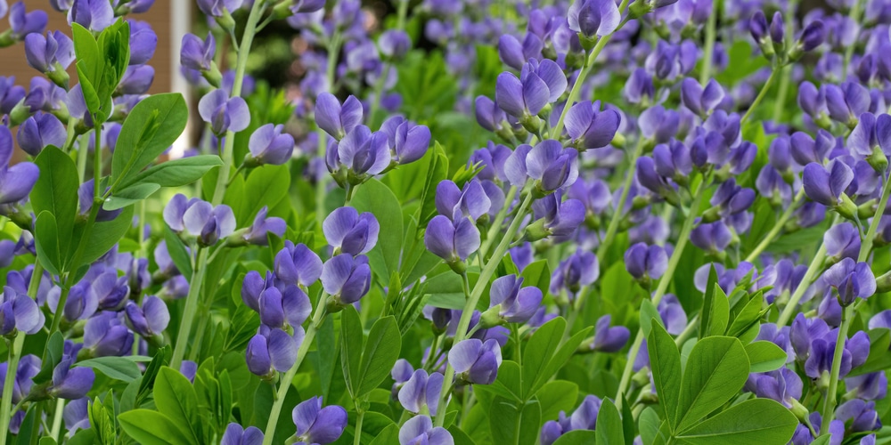 Plants That Look Like Asparagus