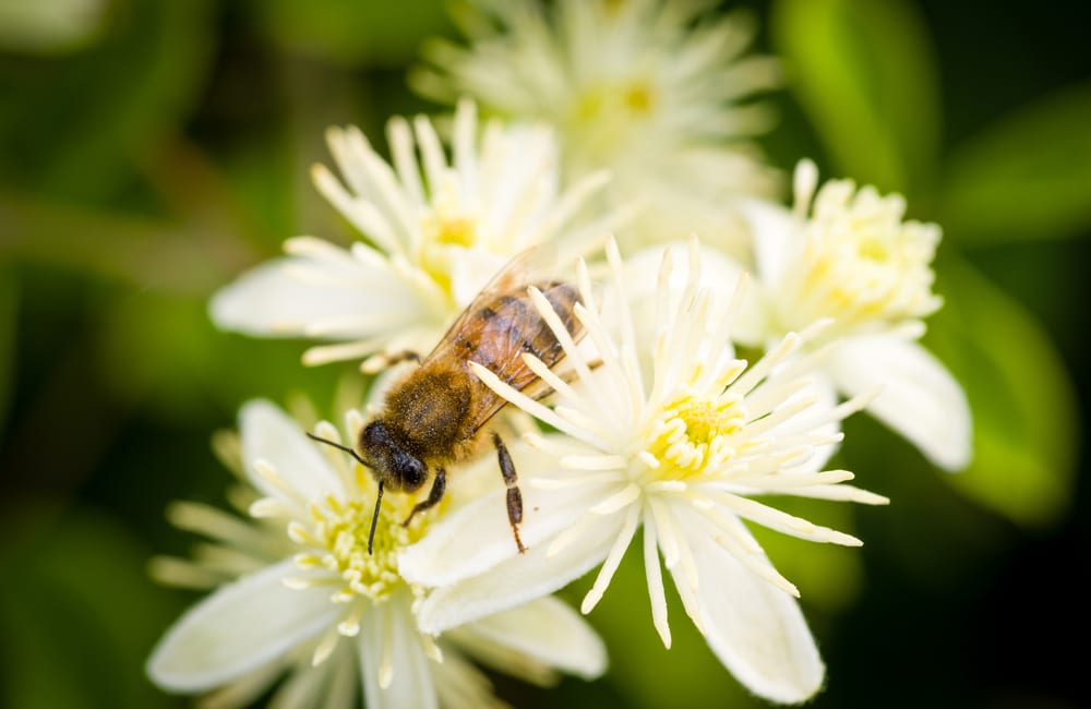 How To Remove Honeysuckle