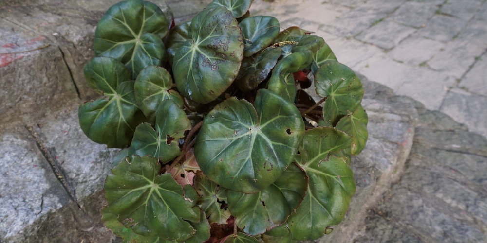 Beefsteak Begonia 