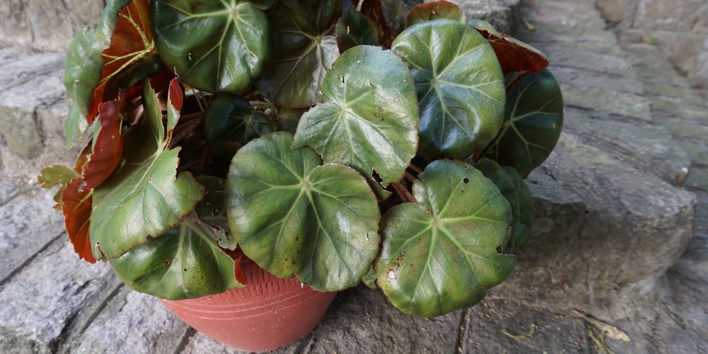 is a cross between a Begonia manicata and a B. hydrocotylifolia.