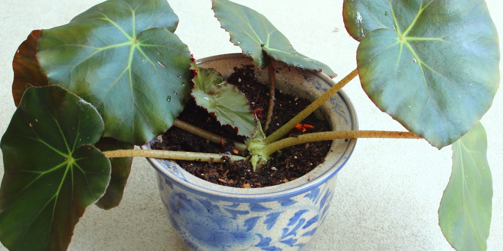 Beefsteak Begonia 