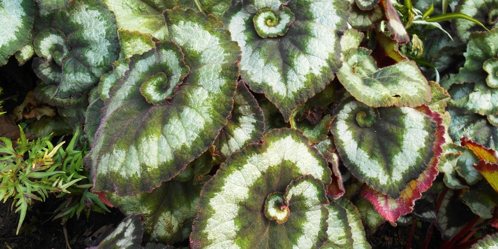 Begonia Escargot