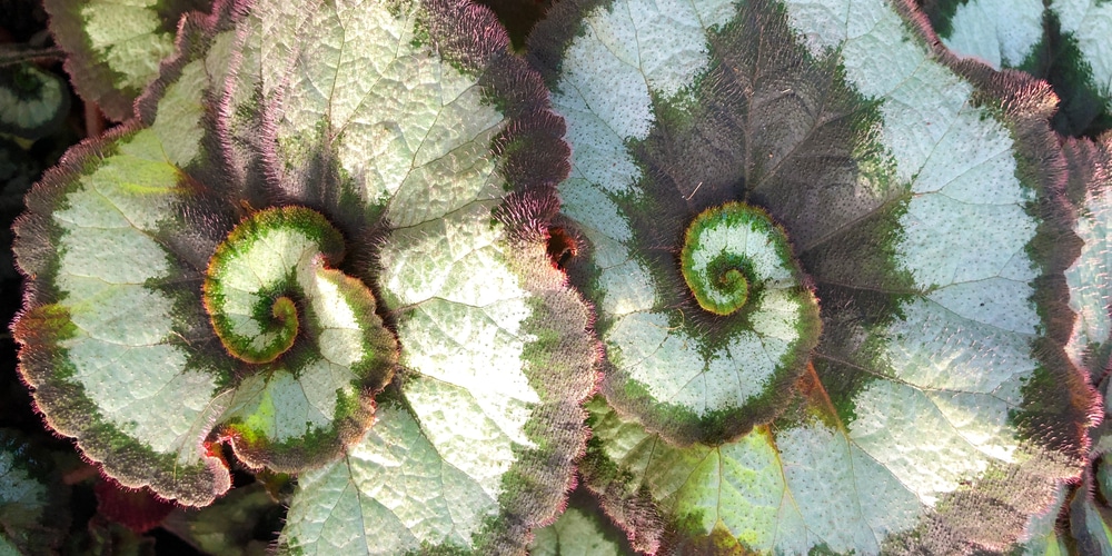 Begonia Escargot