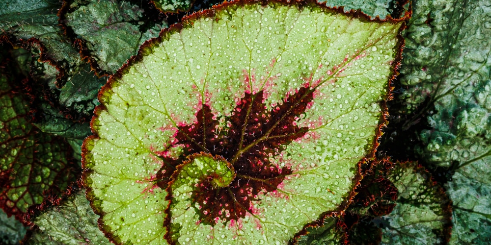 Begonia Escargot