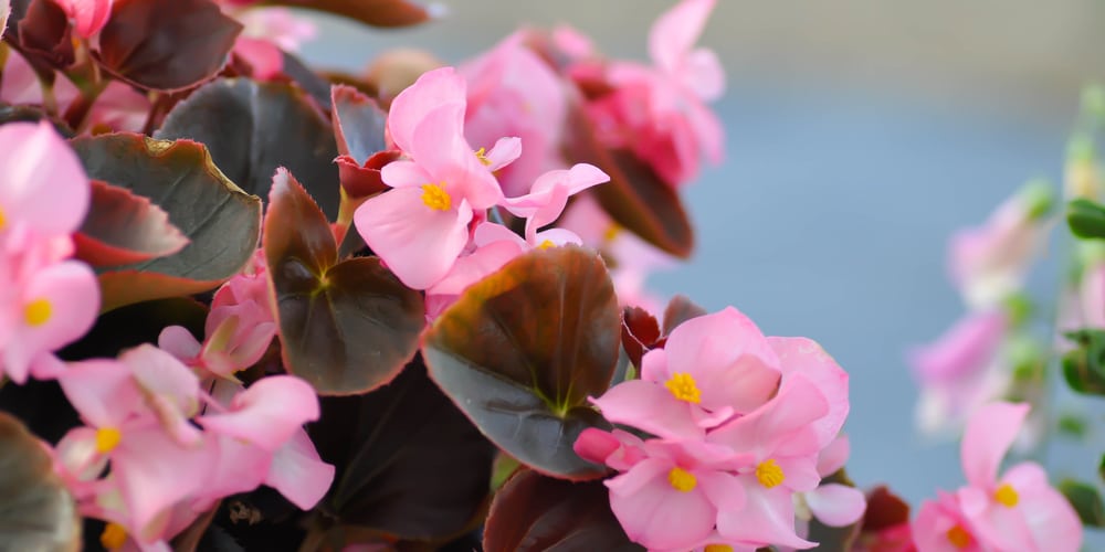 do bees like begonias