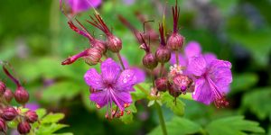 Purple Flowers in Ohio