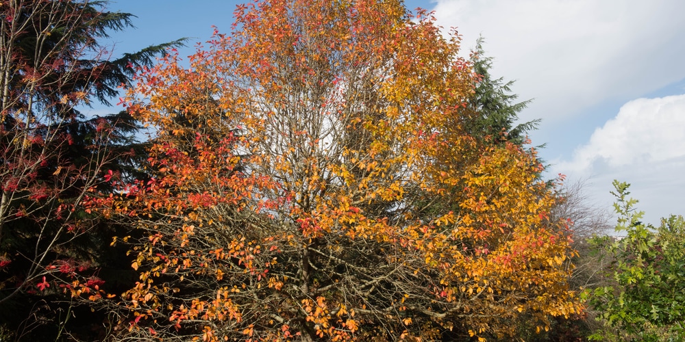 Shade Trees That Grow In Clay Soil