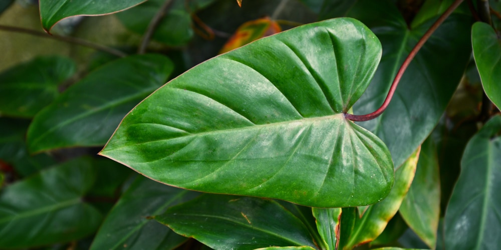 Blush Philodendron