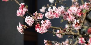 Trimming viburnum