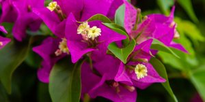 Bougainvillea Tree