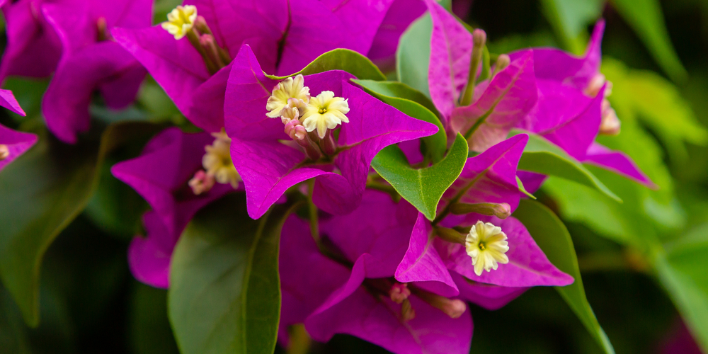 bougainvillea fertilizer