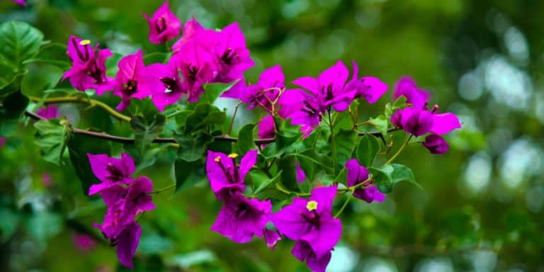 Florida Native Flowering Vines - GFL Outdoors