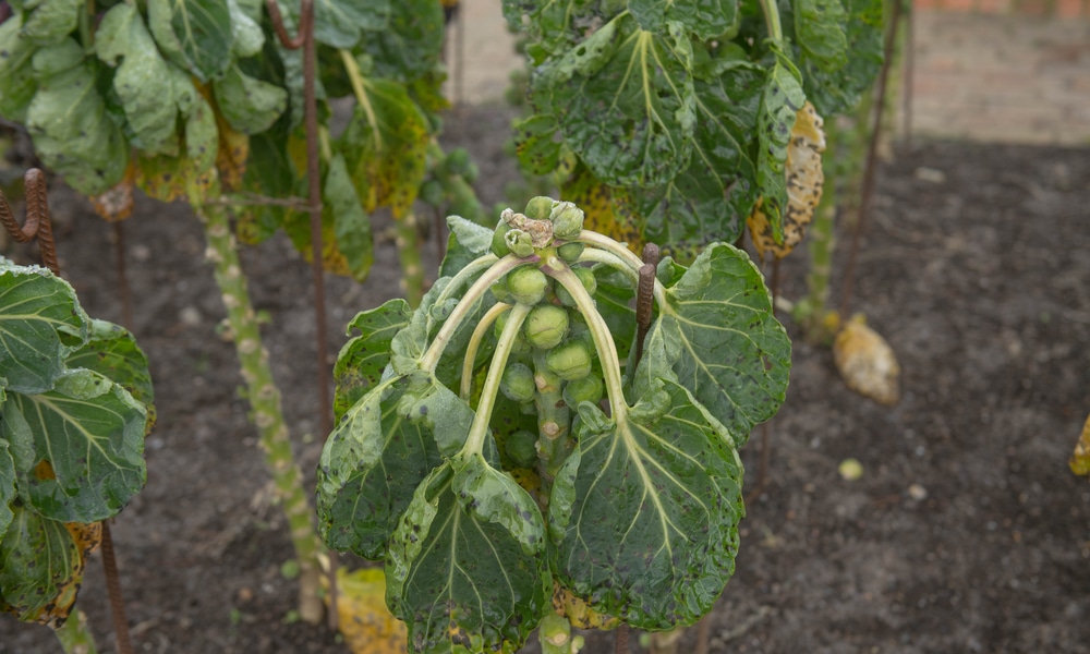 Brussel Sprout Garden