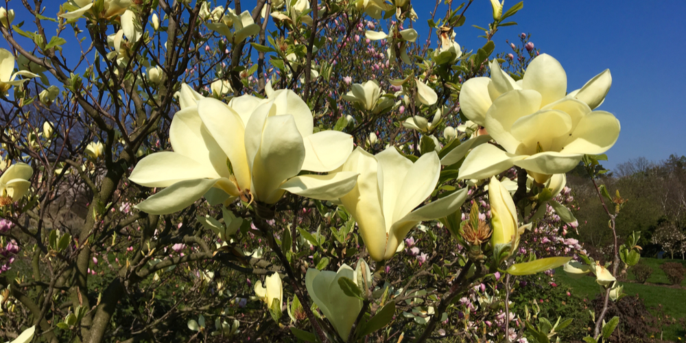 Why Is My Magnolia Tree Blooming in September?