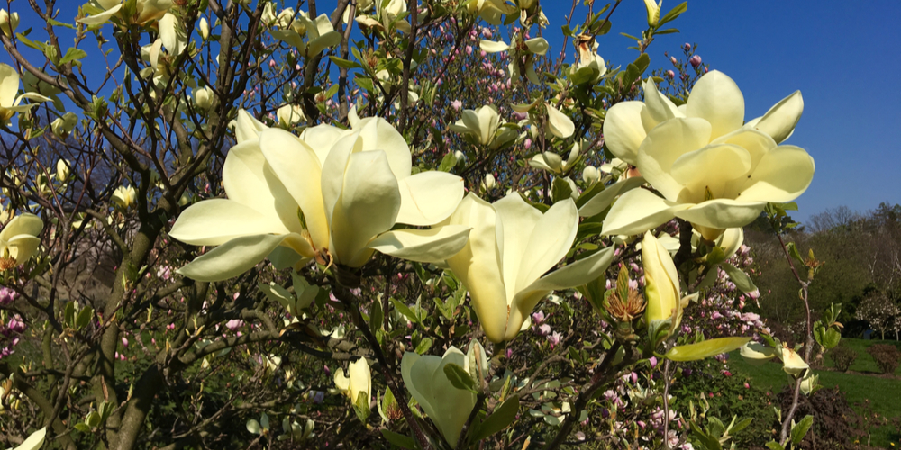 Magnolia Tree Zone 8