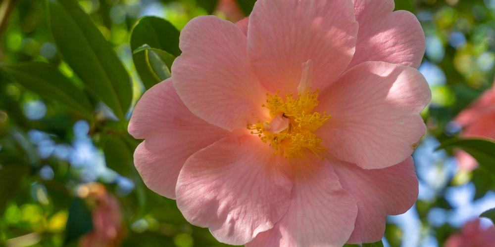 Cold Hardy Camellias Zone 6