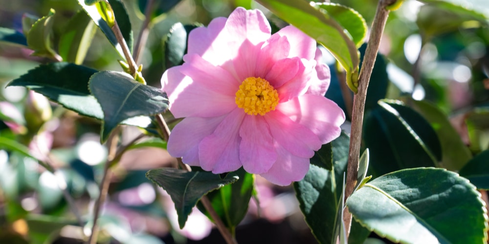 Cold Hardy Camellias Zone 6