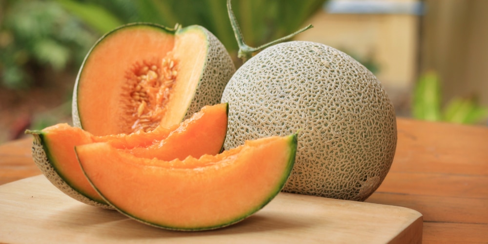 how many cantaloupe per plant