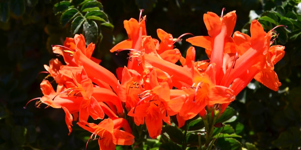 orange flowers in Texas