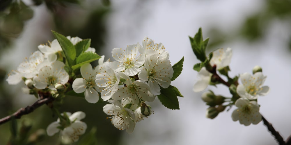 Zone 4 Cherry Trees