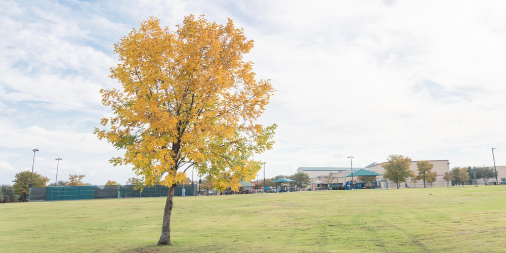 worst trees for sewer lines